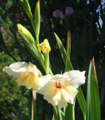Mečík Nanus Halley - Gladiolus - cibuloviny - 3 ks