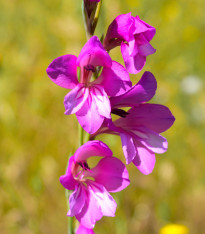 Mečík obecný - Gladiolus byzantinus communis - cibuloviny - 3 ks