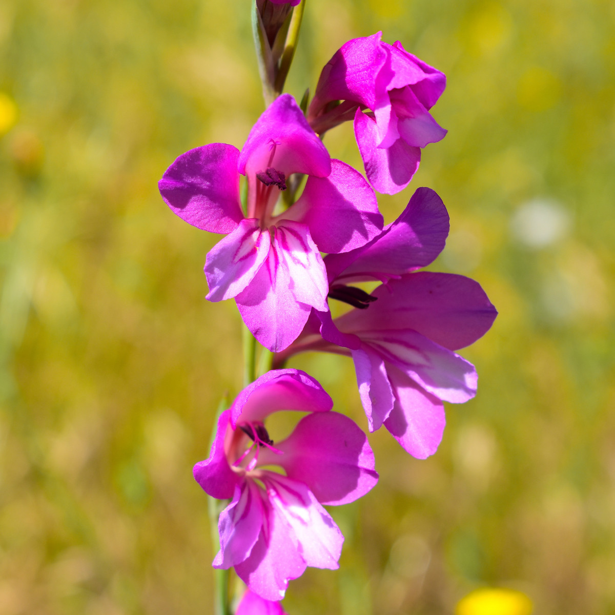 Mečík obecný - Gladiolus byzantinus communis - cibuloviny - 3 ks