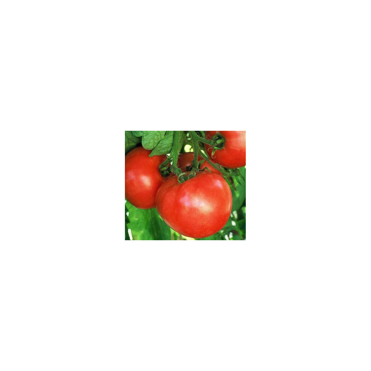 Rajče raný zázrak - Solanum lycopersicum - semena -  6 ks