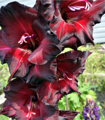 Mečík Black Star - Gladiolus - cibuloviny - 3 ks