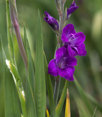 Mečík Purple Flora - Gladiolus - cibuloviny - 3 ks