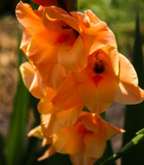 Mečík Ovatie - Gladiolus - cibuloviny - 3 ks