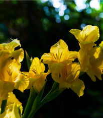 Mečík žlutý - Gladiolus Gold - cibuloviny - 3 ks