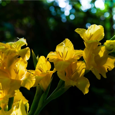 Mečík žlutý - Gladiolus Gold - cibuloviny - 3 ks