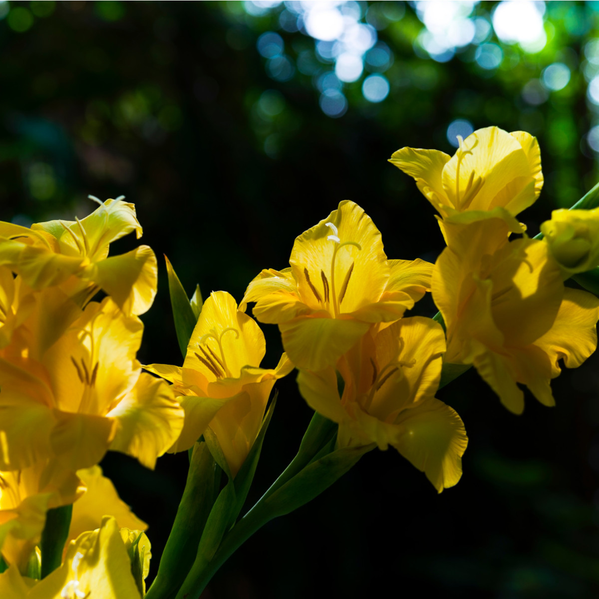 Mečík žlutý - Gladiolus Gold - cibuloviny - 3 ks