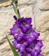 Mečík Blue Isle - Gladiolus - cibuloviny - 3 ks