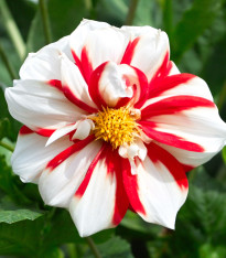 Jiřinka Fire and Ice - Dahlia - cibuloviny - 1 ks