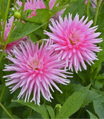 Jiřinka Princess - Dahlia - cibuloviny - 1 ks