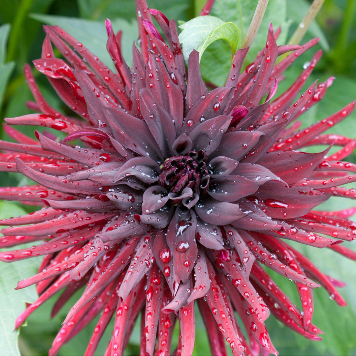 Jiřinka kaktusovitá Chat noir - Dahlia - cibuloviny - 1 ks
