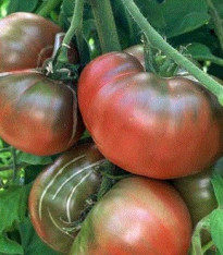 Rajče černé - Lycopersicon esculentum - semena - 6 ks