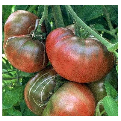 Rajče černé - Lycopersicon esculentum - semena - 6 ks