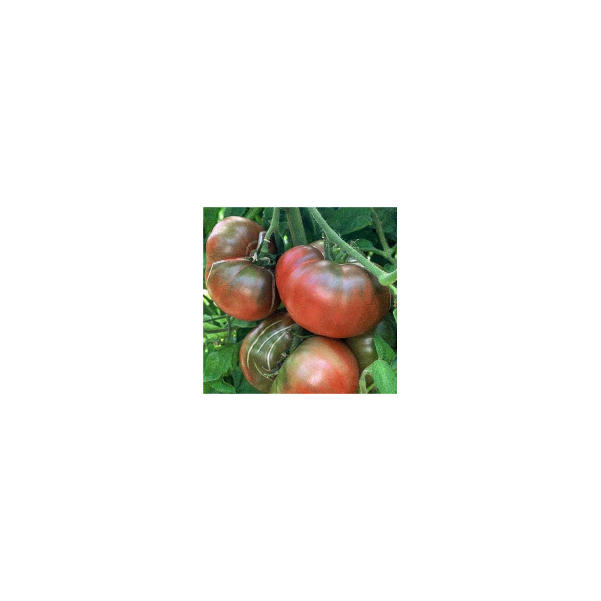 Rajče černé - Lycopersicon esculentum - semena - 6 ks