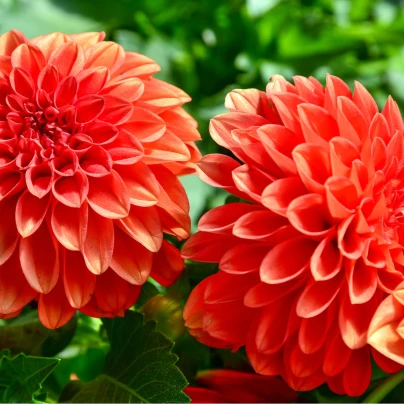 Jiřinka pomponkovitá New Baby - Dahlia - cibuloviny - 1 ks
