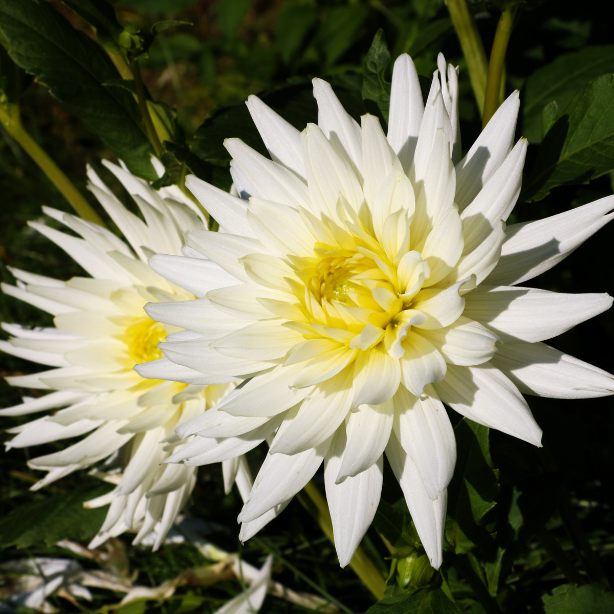 Jiřinka White Star - Dahlia - cibuloviny - 1 ks