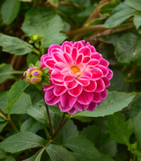 Jiřinka Rosella - Dahlia - cibuloviny - 1 ks