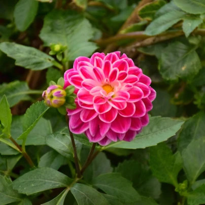 Jiřinka Rosella - Dahlia - cibuloviny - 1 ks