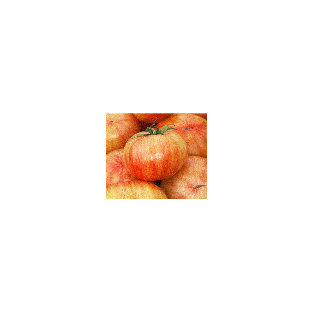 Rajče Copia - semena rajčat - 7 ks