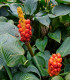 Áron červený - Arum Italicum - cibuloviny - 2 ks