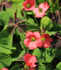 Šťavel růžový - Oxalis deppei - cibuloviny - 3 ks