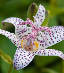 Trojhrotka - Lilie hadí - Tricyrtis hirta - cibuloviny - 1 ks