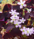 Šťavel trojhraný - Oxalis triangularis - cibuloviny - 3 ks