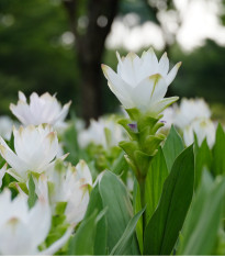 Kurkuma bílá - Curcuma Alismatifolia - cibuloviny - 1 ks