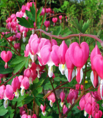 Srdcovka - Dicentra spectabilis - cibuloviny - 1 ks