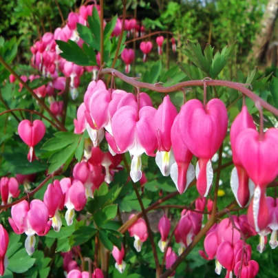 Srdcovka - Dicentra spectabilis - cibuloviny - 1 ks