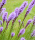 Šuškarda fialová - Liatris spicata - cibuloviny - 5 ks