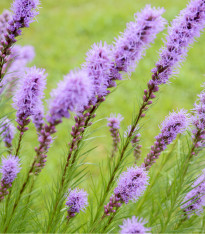 Šuškarda fialová - Liatris spicata - cibuloviny - 5 ks