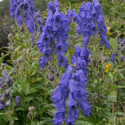 Oměj Carmichaelův - Aconitum Carmichaelii - cibuloviny - 1 ks