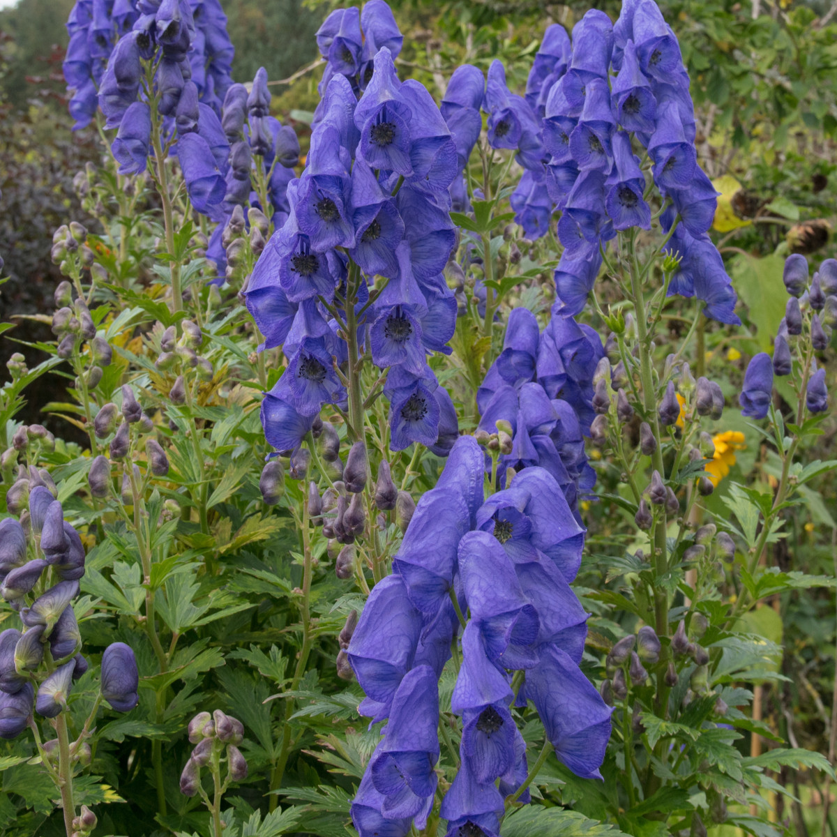 Oměj Carmichaelův - Aconitum Carmichaelii - cibuloviny - 1 ks