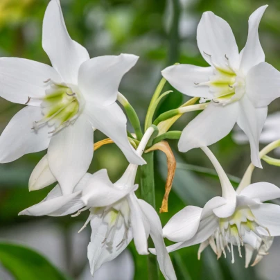 Líbenka - Eucharis - cibuloviny - 1 ks