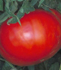 Rajče Věřte nevěřte - Lycopersicon esculentum - semena - 6 ks