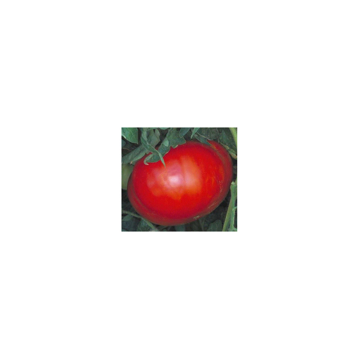 Rajče - Věřte nevěřte - semena rajčat - 6 ks