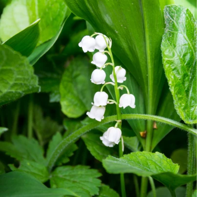 Konvalinka vonná - Convallaria majalis - prostokořenné sazenice - 1 ks