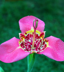 Tygřice růžová Lilacea - Tigridia - cibuloviny - 3 ks