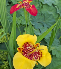 Směs tygřice - Tigridia - cibuloviny - 9 ks