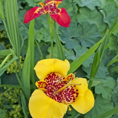 Směs tygřice - Tigridia - cibuloviny - 9 ks