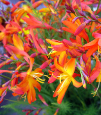 Směs montbrécie – Crocosmia – hlízy montbrécie