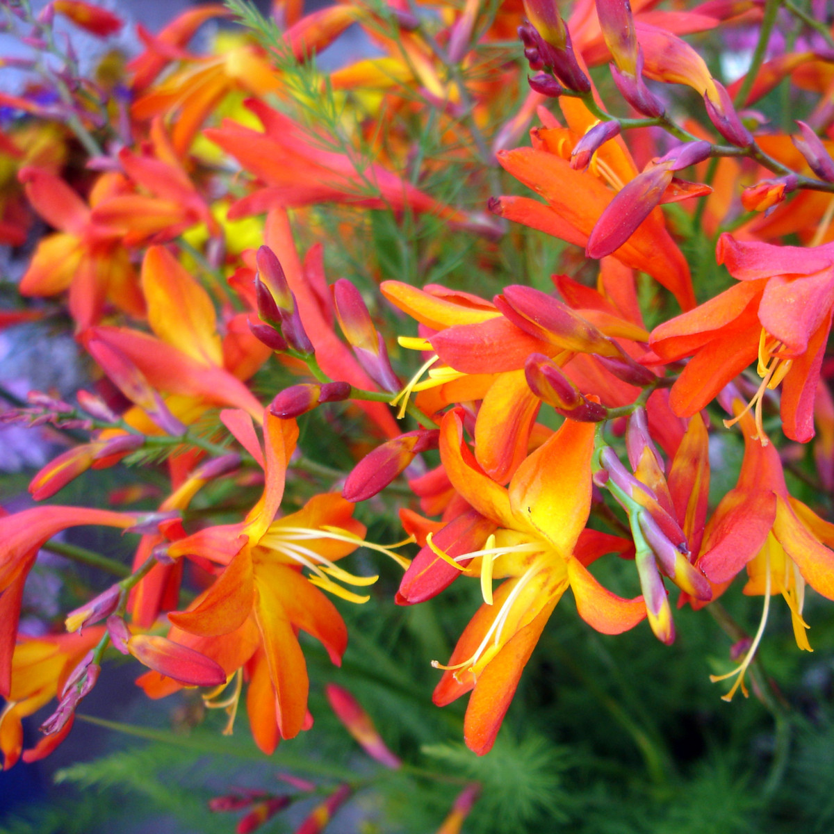 Směs montbrécie - Crocosmia - cibuloviny - 12 ks