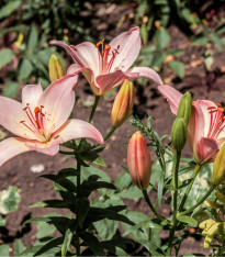 Lilie Vivaldi - Lilium - cibuloviny - 1 ks