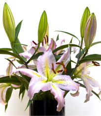 Lilie Mona Lisa - Lilium - cibuloviny - 1 ks