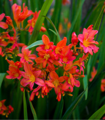Montbrécie Emily Montbrécie Emily Mckenzie - Crocosmia - cibuloviny - 4 ks