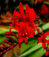 Montbrécie Červený král - Crocosmia - cibuloviny - 4 ks