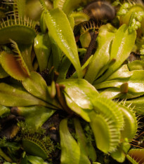 Mucholapka mix - Dionaea - semena - 10 ks