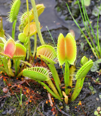 Mucholapka Charlie Mandon - Dionaea muscipla - semena - 7 ks