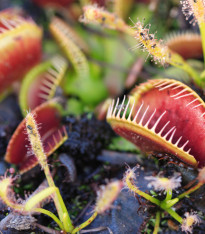 Mucholapka červená Redline - Dionaea - semena - 10 ks