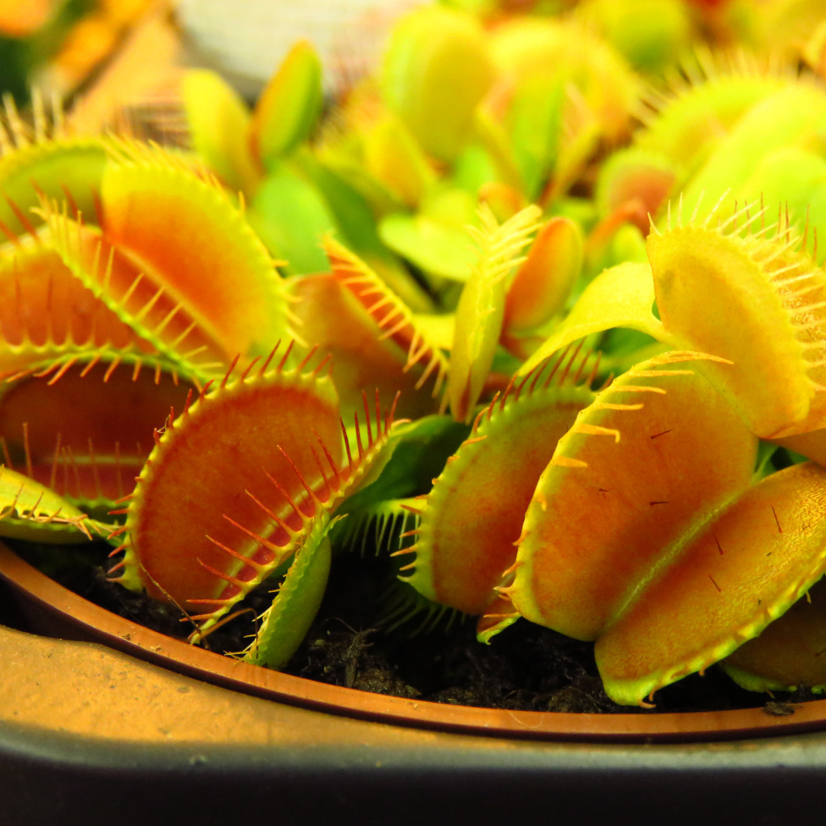 Mucholapka podivná - Dionaea muscipula - semena - 10 ks